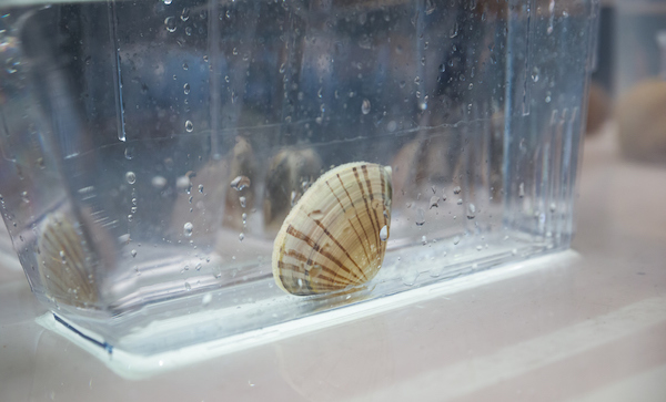 A solitary Pismo clam sits in a clear container of water.