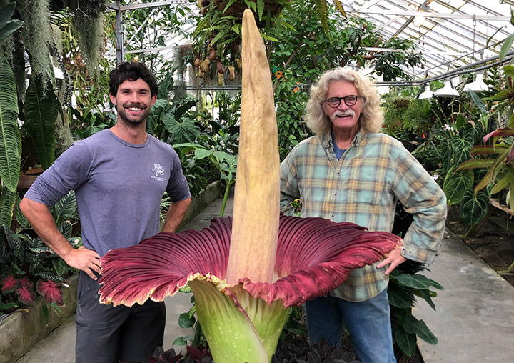 Two men stand on either side of the blooming corpse flower, which features a fuchsia colored bloom and a yellow spike, in the Cal Poly Plant Conservatory.