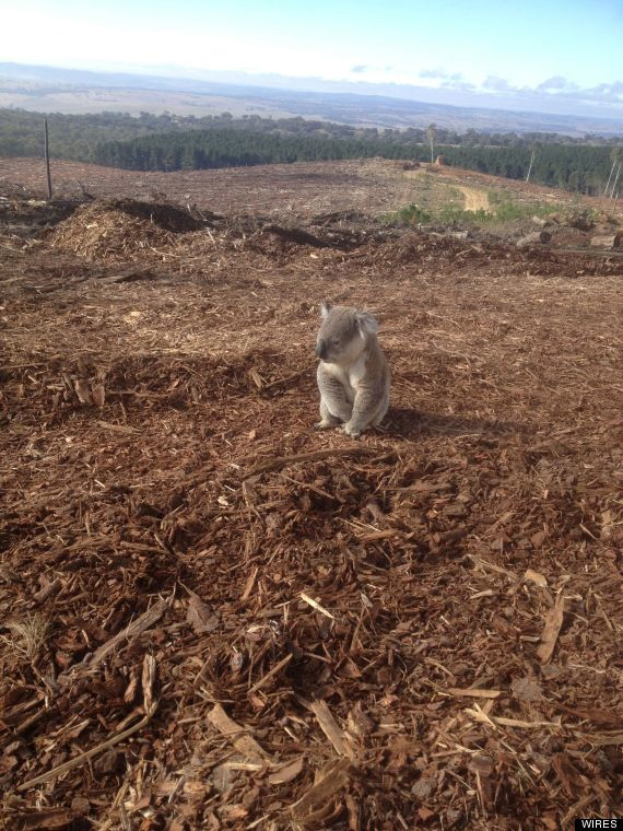 A koala stands in a cleared forest area in Australia.