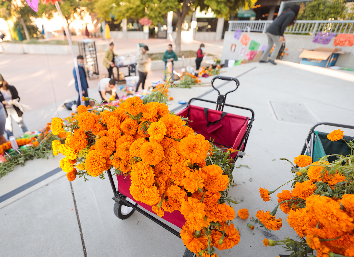 A cart full of marigold flowers rests on the top step of the UU plaza, as students in the background decorate ofrendas