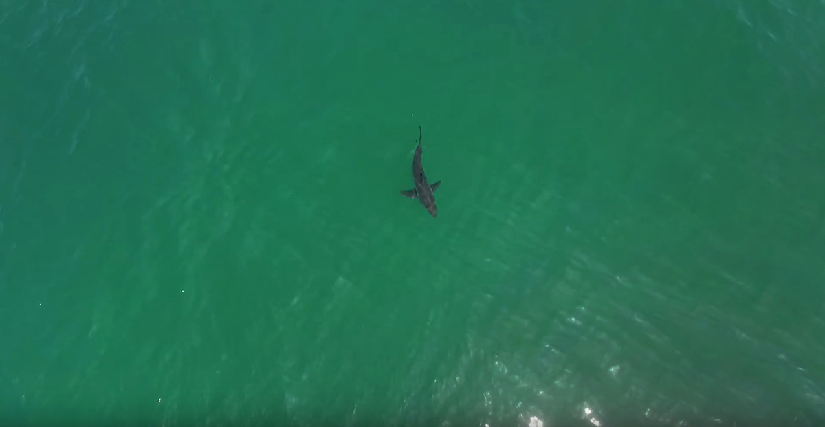 From above, a shark swims through green ocean water