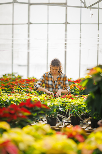 Heidi Alvernaz, a third-year agricultural and environmental plant sciences major, tends the poinsettias in the campus greenhouse