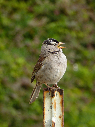  A white-crowned sparrow
