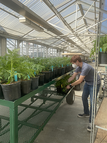Ryan Schrader, a fourth-year agricultural and environmental plant sciences major, tending plants in the campus greenhouse.