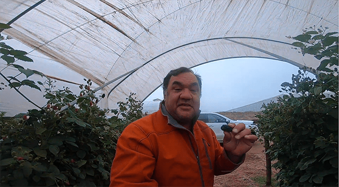 A man in an orange jacket holds a blackberry as he stands between blackberry bushes in a hoop-house.