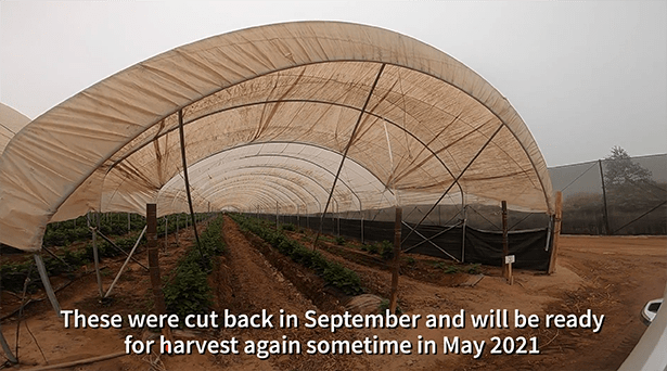 A row of hoop-houses containing very short blackberry bushes, with text underneat that reads "These were cut back in September and will be ready for harvest again sometime in May 2021."