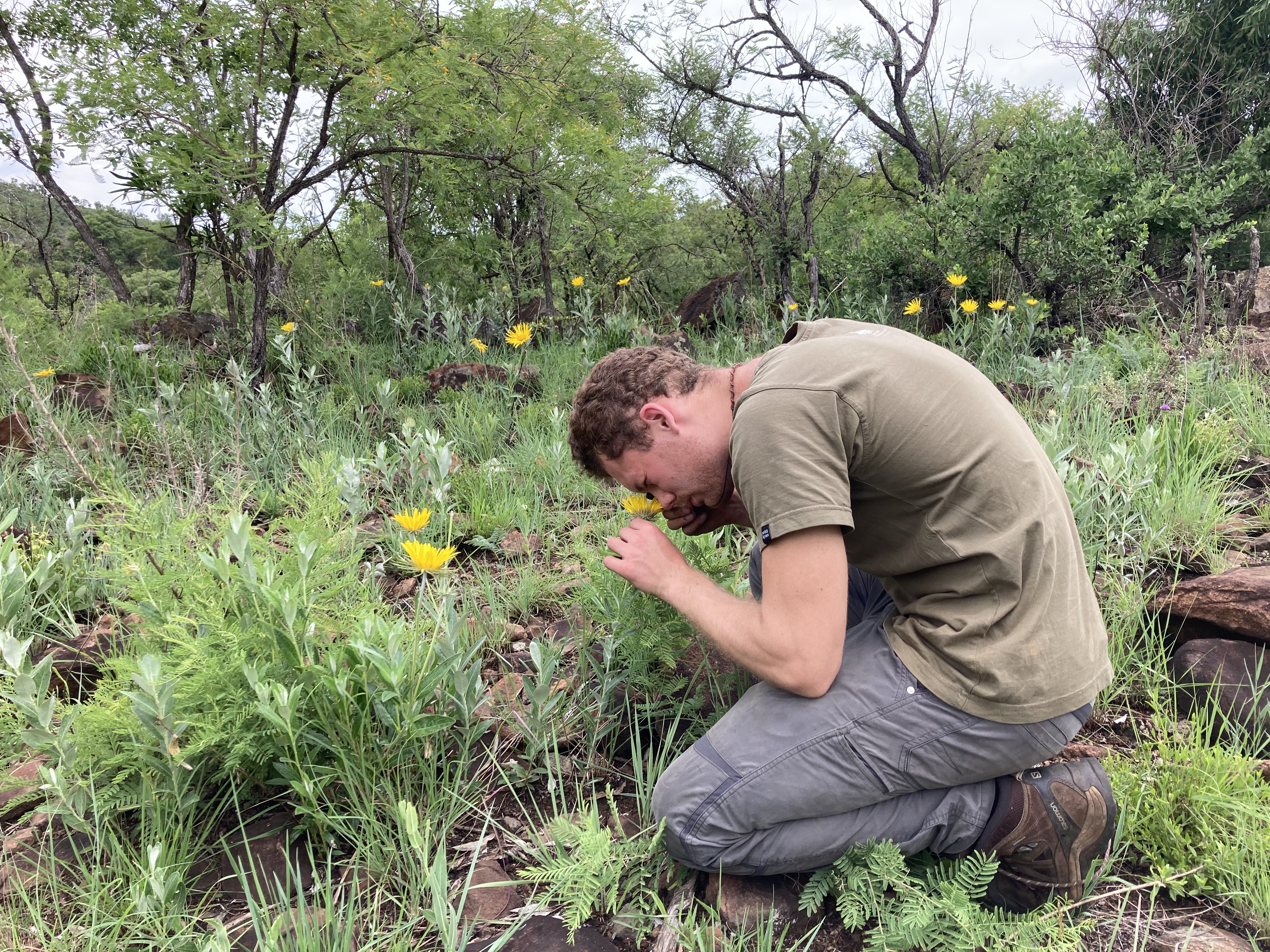 TJ Samojedny kneels down to inspect a yellow flower while doing field research in South Africa.