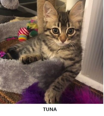 Tuna, one of the kittens