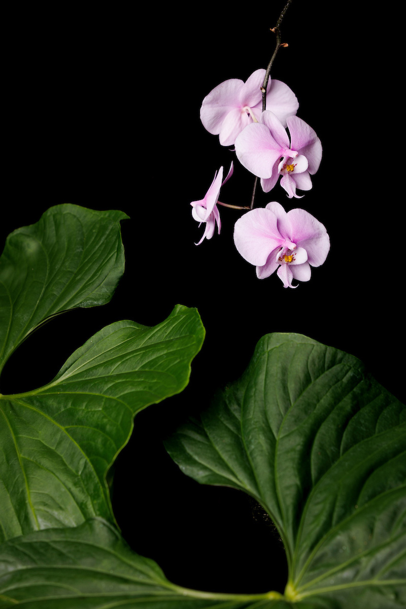 An orchid plant with purple flowers in front of a stark black background. 