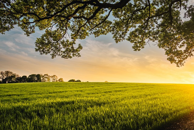 Photo of a field of grass, trees and a sunrise.