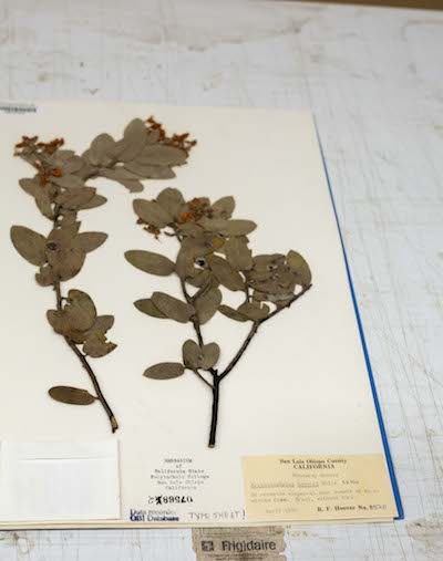 Dried plants on a piece of paper at the Robert F. Hoover Herbarium. 