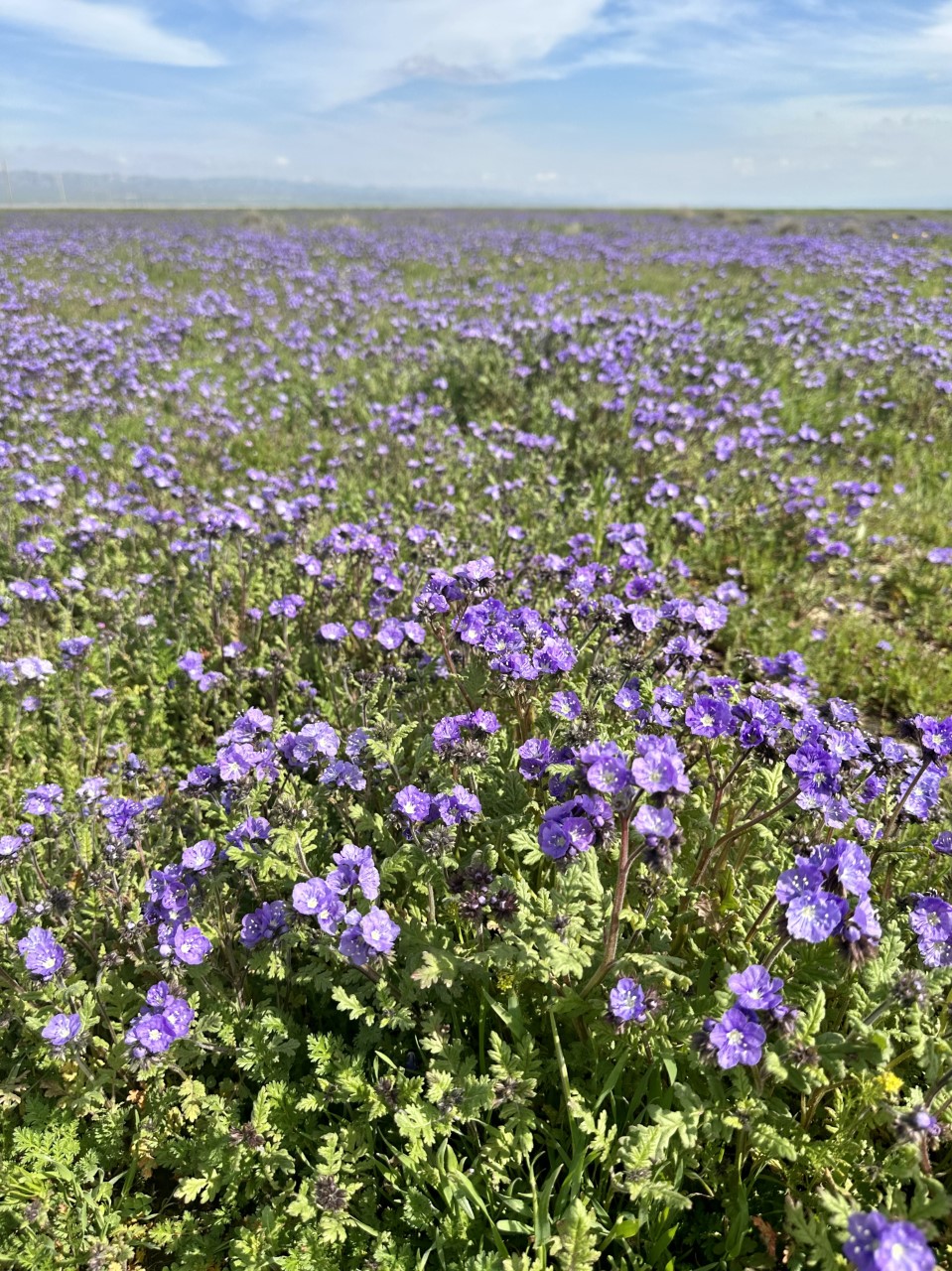 A field of purple wildflowers on the Carrizo Plain.