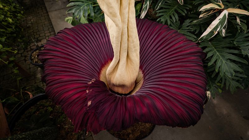 A view of the corpse flower bloom from above, displaying the purple flower skirt and the spiky yellow spadix.