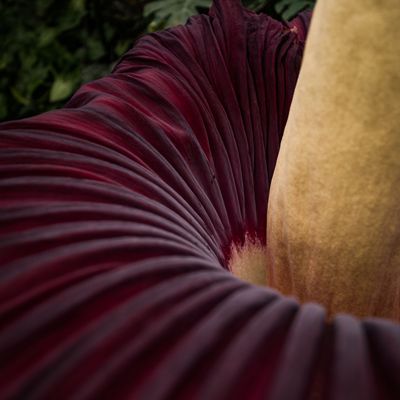 An up close view of the corpse flower that bloomed at Cal Poly the weekend of Aug. 7.