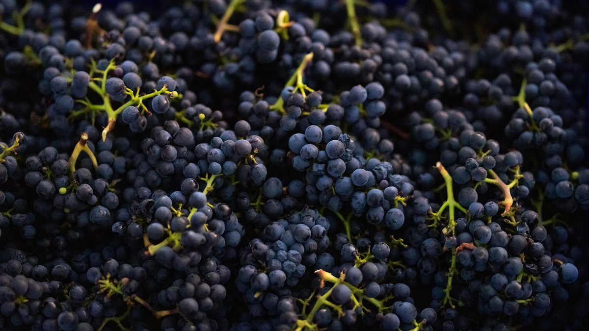 Pinot noir bunches in a blue bin