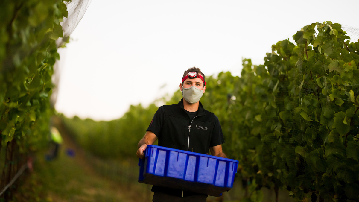 A person wearing a mask and head lamp carries a blue bin in front of a vineyard