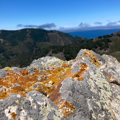 Orange lichens grow on a rock near the ocean