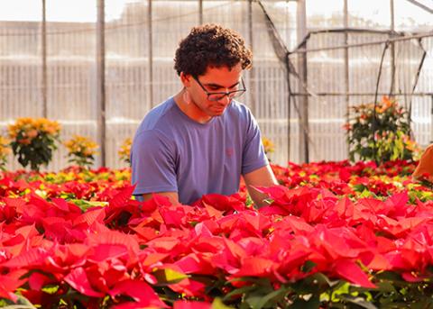 A male hortiiculture students tends to a tableful of red poinsettia plants