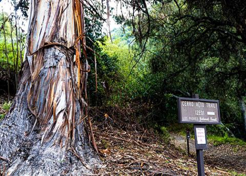 A tree rises near the Cerro Alto Trail sign
