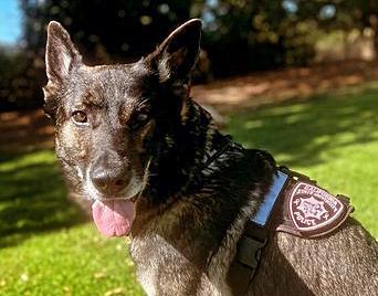 Zeus if a Police K9 for Cal Poly K9 Unit