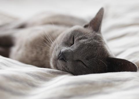 A gray cat sleeping peacefully on a white bedspread