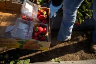 A box of strawberries in a field, with a student in work clothes harvesting in the background