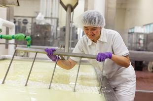 A young woman in gloves and a hairnet uses a large metal tool to stir a vat of cheese whey