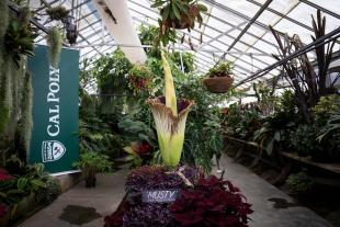 A giant tropical corpse flower bud begins to open in a greenhouse at Cal Poly