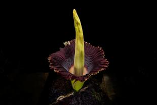 An image of the corpse flower that bloomed at Cal Poly in July.