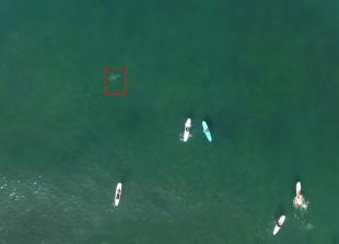 From above, a cluster of people on surboards float in the ocean while a shark cruises nearby