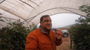 A man in an orange jacket holds a blackberry and smiles while standing between blackberry bushes in a hoop-house.