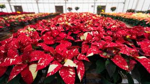 Hundreds of red speckled poinsettia plants in a green house