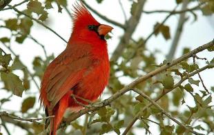 A red cardinal bird sits in the branches of a tree.