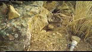 Two rattlesnakes who have just given birth coil up on a dusty patch of ground. They are viewed from a distance.