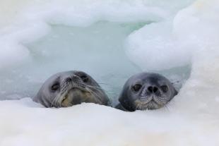 Two gray Weddell seals, a mom and a baby, swim in a hole surrounded by snow.