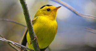 A small yellow bird perches on a tree branch.