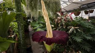 A maroon corpse flower blooms in a green house surrounded by plants