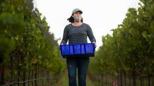 A person wearing a mask and a hat carries a blue bin of grapes between grape vines at dawn