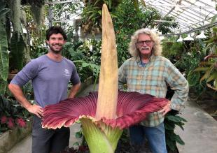 Two men, one the manager of the plant conservatory and the other a retired professor, stand on either side of a corpse flower at the Cal Poly Plant Conservatory.