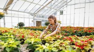 A young woman inspects poinsettia flowers in a large greenhouse