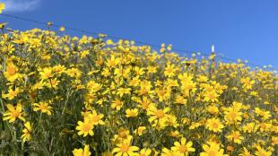 A field of yellow daisies under a clear blue sky off Shell Creek Road in San Luis Obispo County.