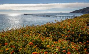 A field of orange flowers on a cliff overlooking the Pacific Ocean and Cal Poly Pier.