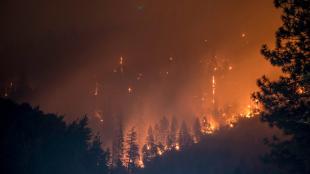 A stock image of a wildfire in a forest that is burning trees.
