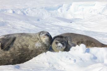 A Weddell seal mother and pup lie on the ice in Antarctica