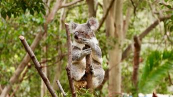 A koala clings to a tree branch.