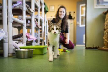 A cat walks toward the camera while a person sits in the background at the Cal Poly Cat Program shelter.