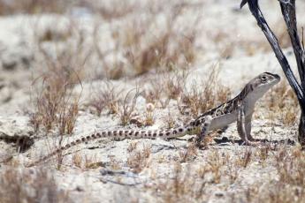 A blunt-nosed leopard lizard in the Carrizo Plain. 
