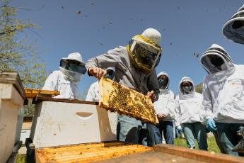 A man in a checkered shirt pulls a frame of bees out of a white box hive to display to a gathered group of students wearing masks and protective white jackets and netted headgear. 