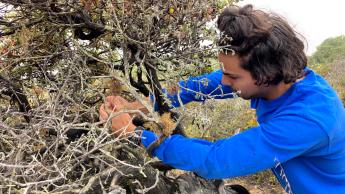 A researcher wearing a blue shirt touches a plant with lichens growing on its branches
