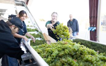 Three wine and viticulture students work on a destemmer machine and toss green grapes onto a conveyor belt.